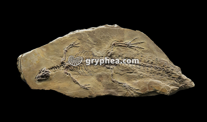 Montsecosuchus depereti (Berriasien-Valanginien 140 Ma, Catalogne, Espagne) - gryphea.com